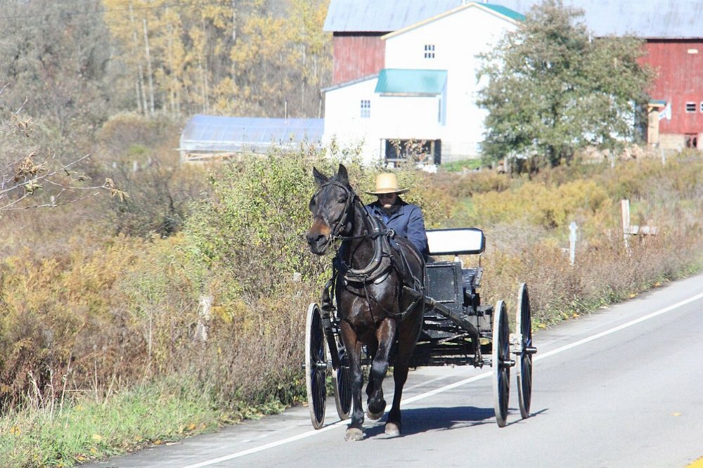 Cambridge Springs / Saegertown Amish Community
