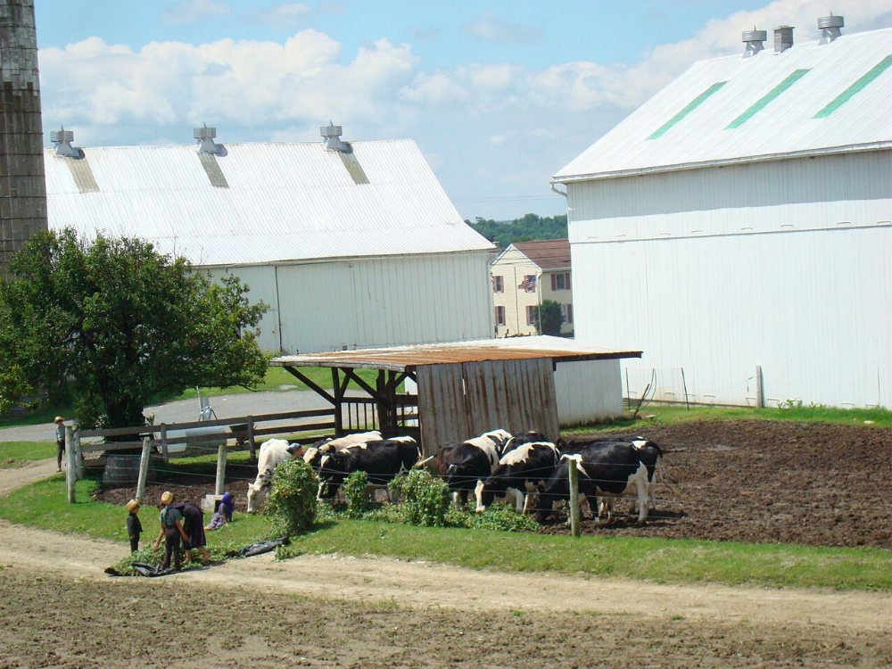 Greenville Amish Community