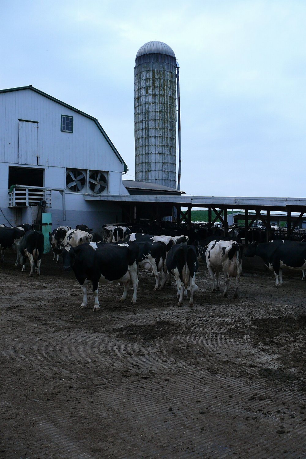 Tioga Amish Community