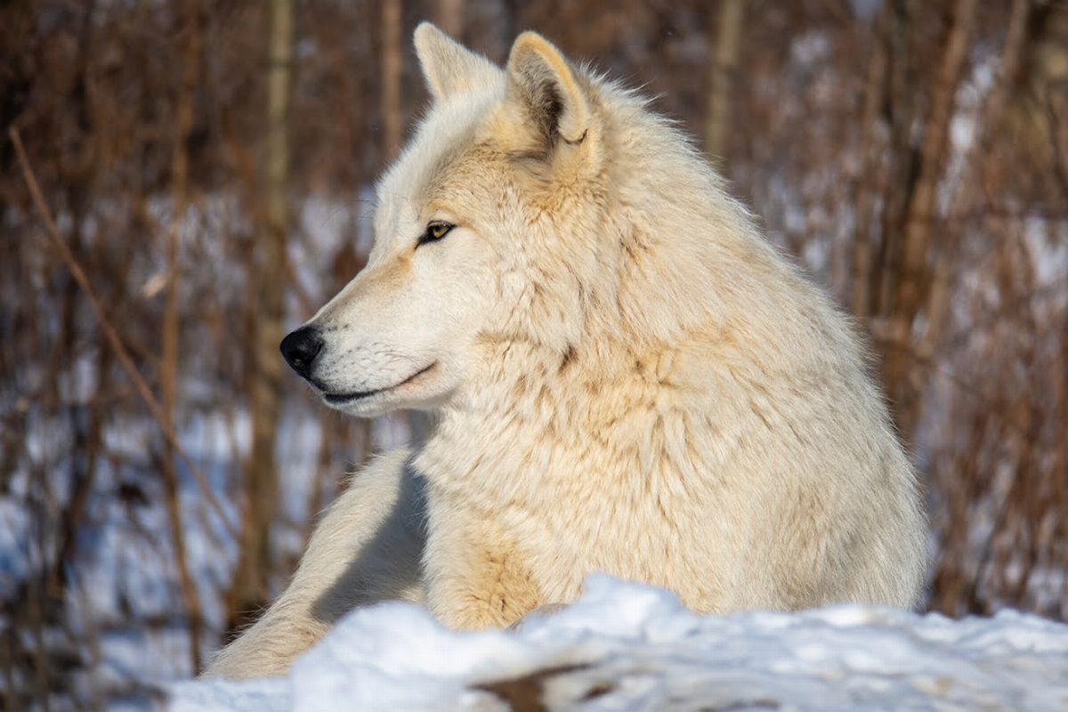 Wolf Sanctuary of PA
