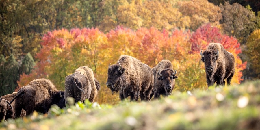 South Park Game Preserve